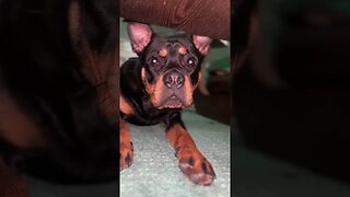 Cutest dog on EARTH! (Must Watch) #shorts #short #viral #trending #dog