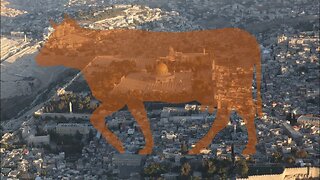 Can one heifer herald the Third Temple?
