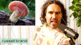 Fungi: Why Are We Ignoring Nature’s Hidden Solution?