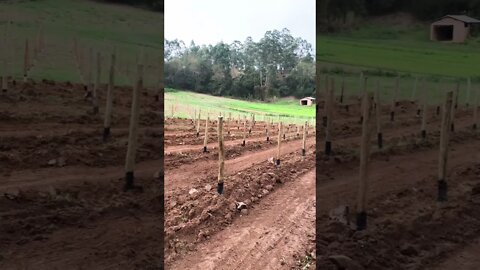 Futura plantação de Pitaya