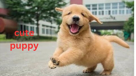 Baby Dog | Cute Puppy Barking | Watach Online Cute Puppies