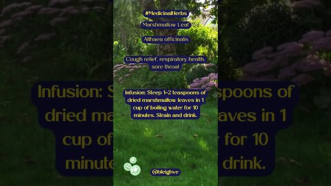 Medicinal Properties of Marshmallow Leaf #shorts #hedgewitch #homesteadwitch #gardenlife