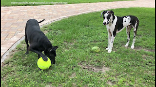 Great Danes Have Fun Playing With Giant Tennis Ball And Watermelon