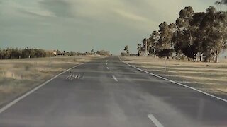 Tesla On Autopilot Swerves To Avoid Ducks Crossing Highway