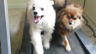 "Two Dogs Run On A Treadmill Together"