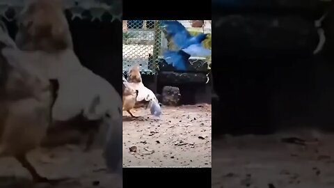 Encroaching Crow is given really tuff time by Hen || Hen gave enough punishment to Crow