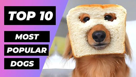 TOP 10 Most POPULAR Dog Breeds In The World | 1 Minute Animals