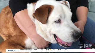 Bucket list created for 10-year-old dog with cancer dropped off at Pasco County shelter