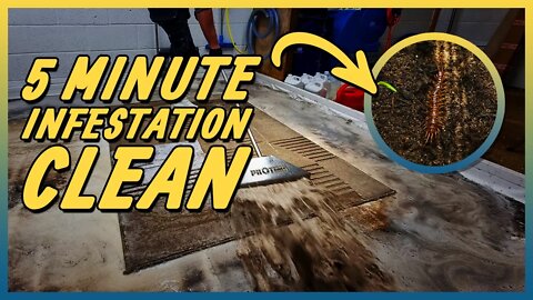Amazing Rug Restoration in 5 Minutes ! Insanely Satisfying Carpet Cleaning