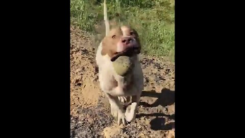 Large Pit Bull Mastiff Type Loves His Toy!
