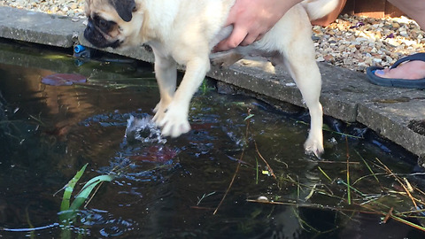 Adorable pug thinks she's swimming in the air!