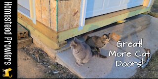 2 Out Of 3 Cats Approve Of The Cat Doors At The Cat Palace!