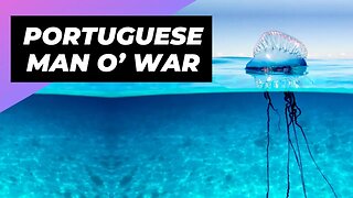 Portuguese Man O’ War 🌊 The Floating Terror of the Ocean!