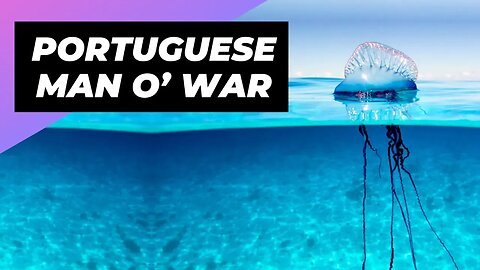 Portuguese Man O’ War 🌊 The Floating Terror of the Ocean!