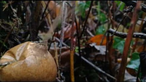 Étrange champignon "fumant" trouvé en Angleterre