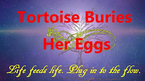 Tortoise Buries Her Eggs