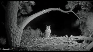 Female Great Horned Owl Quick Nest Visit 🦉 12/07/22 01:26