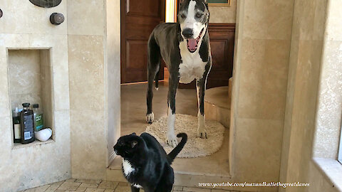 These Dogs Can't Fathom A Cat Who Loves Taking Showers