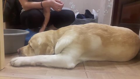 Sad Lab Pup Reluctantly Lets Owner Wash His Paws