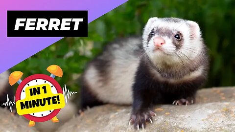Ferret - In 1 Minute! 🦨 One Alternative Animal To Have As A Pet | 1 Minute Animals