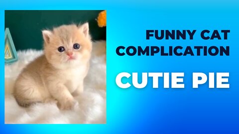 Funny Kitty Cat Complication 2022 | Funny Cat Meow Moments #1