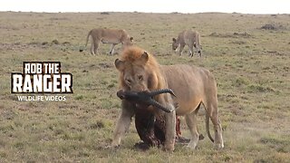 Lions With A Topi, Young Male Chased From Pride | Maasai Mara Safari | Zebra Plains