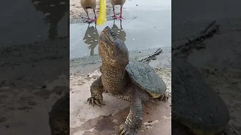 Feeding a Giant Snapping Turtle #pets #fyp #shorts