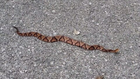 Beautiful Copperhead Snake Up Close! Would you have run it over!?