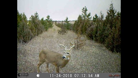 Western Nebraska Buck