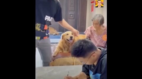 This smart dog protects the old woman. It is very cool and funny