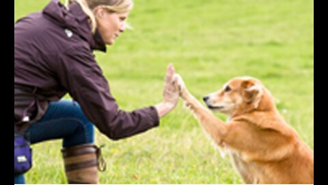 BASIC DOG TRAINING ATOP 10 ESSENTIAL COMMANDS EVERY DOG SHOULD KNOW