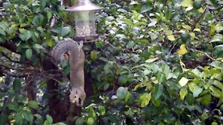 Funny Squirrel Vs "Squirrel Proof" bird feeder!
