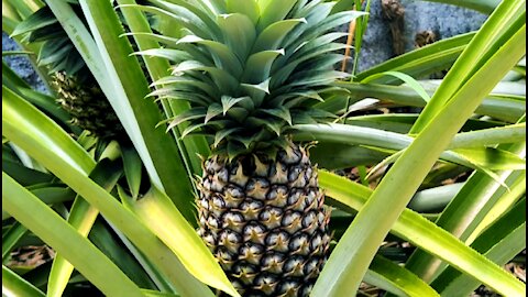 FRUIT: Growing Pineapples in the backyard