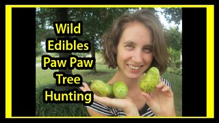 How To Find A Paw Paw Tree & Eat The Fruit - Wild Edibles - Paw Paw Tree Hunting ( Pawpaws )