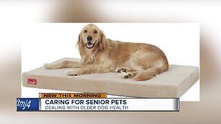 What you need to know to care for senior pets