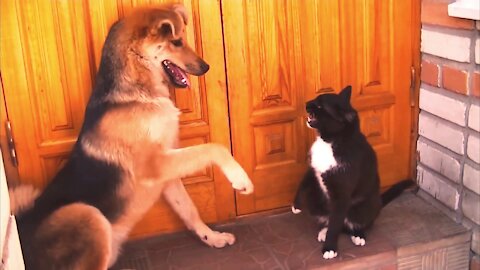 German dog try to make black cat friend.