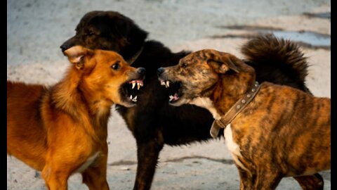 Jealous Dogs gets into intense fight !!!