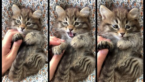 Cute Cute expressions by a cute kitten.