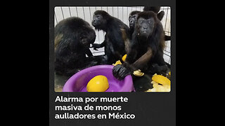 Alarma por muerte masiva de monos en peligro de extinción en México