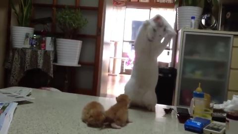 Mother cat hilariously entertains her kittens
