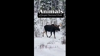 Animals of Jasper National Park