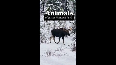 Animals of Jasper National Park