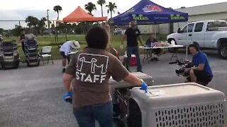 116 dogs and cats slated to be euthanized arrive safely in Ft. Pierce