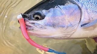 The STEELHEAD Are Coming! (Early Winter Fishing Tips)