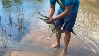 Man catches freshwater crocodile with his hands!
