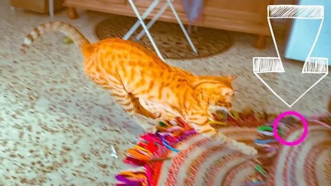 Mini Tiger Acquires His Targets Then Attacks 😸