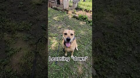 Indy is learning "down stay" #obediencedogtraining #goodestboy