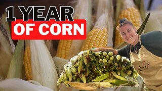 Unbelievable! How I Grew Enough Corn to Last an Entire Year!