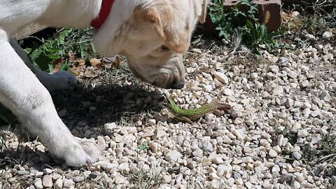 Labrador VS Lizard