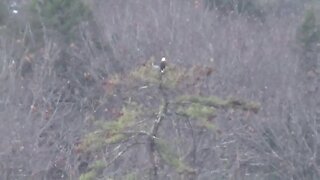 Sniping Bald Eagles - Keene, NH 11/16/20